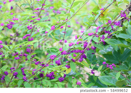 新鮮的海鯛水果 58499652