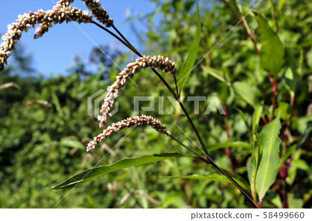 Persicaria longise 58499660
