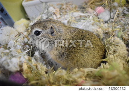 理查森地面松鼠蓬鬆床3 理查森地面松鼠蓬鬆床3 58500282