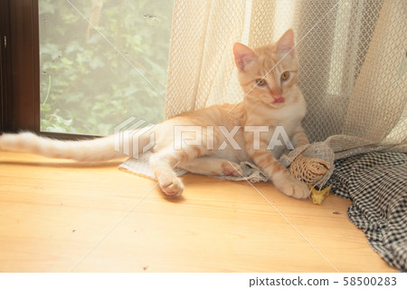 療愈我的家 療愈我的家 58500283