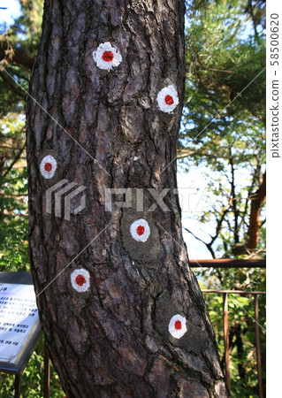 Jongno-gu, Hanyang Province, and Trail 58500620