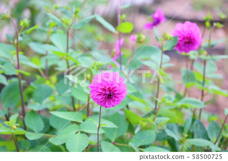 Dahlia flower Dahlia flower 58500725