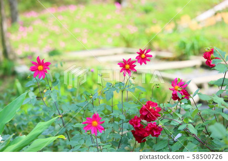 Dahlia flower Dahlia flower 58500726