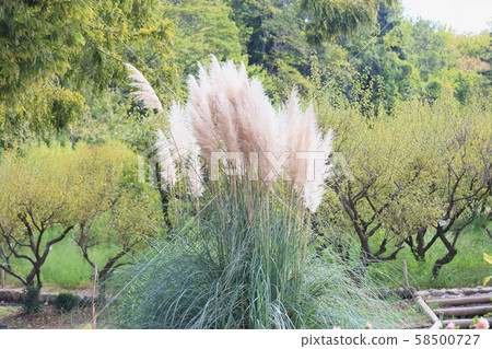 Pampasgrass Hanabo Pampasgrass Hanabo 58500727