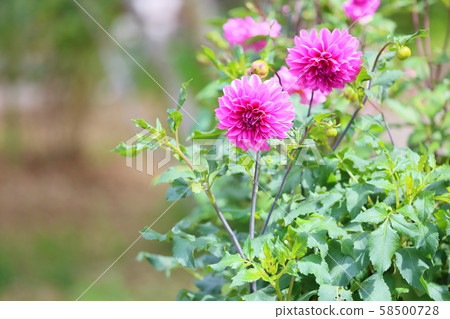 Dahlia flower Dahlia flower 58500728