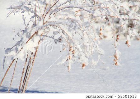 Snowy winter withered yam Snowy winter withered yam 58501618