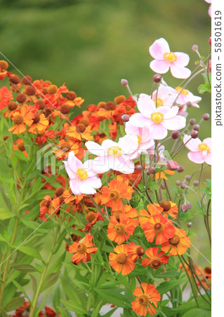 Flowers blooming from summer to autumn, vermilion noherenium and shumei chrysanthemum Flowers blooming from summer to autumn, vermilion noherenium and shumei chrysanthemum 58501619