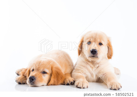 Two little golden retriever dogs lying on the  floor over white background 58502521
