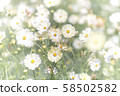 White cosmos 58502582