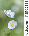 White cosmos, cosmos 58502583