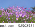 Cosmos 58502584