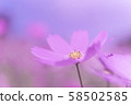 Cosmos 58502585
