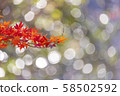 Autumn leaves 58502592