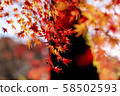 Autumn leaves 58502593