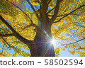 Ginkgo 58502594