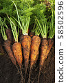Harvested carrots 58502596