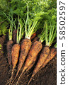 Harvested carrots 58502597
