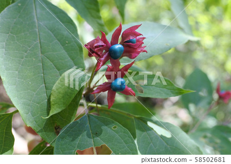 Rabbit fruit Rabbit fruit 58502681