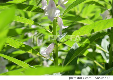 Scenery of sesame field that has begun to grow 58503348