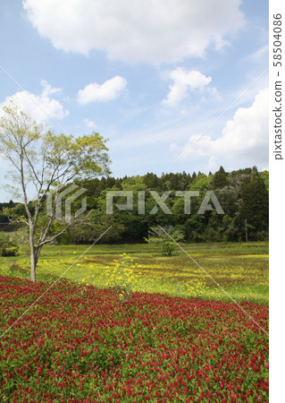 市原/花ah（緋紅三葉草） 58504086