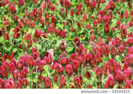 Ichihara / Hanahata (Crimson Clover) 58504253