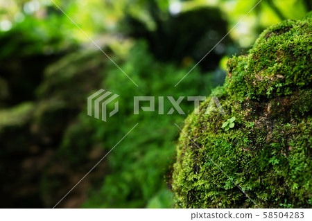 Beautiful Bright Green moss grown up cover the rough Beautiful Bright Green moss grown up cover the rough 58504283