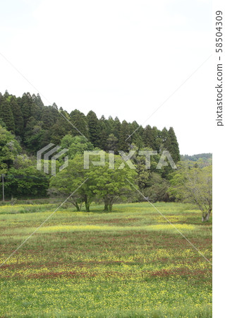 市原/花ah（緋紅三葉草） 58504309