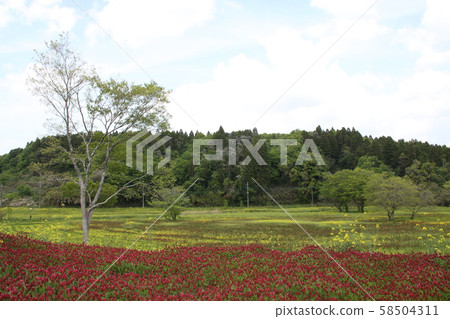 市原/花ah（緋紅三葉草） 58504311