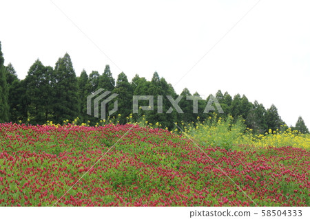 市原/花ah（緋紅三葉草） 58504333