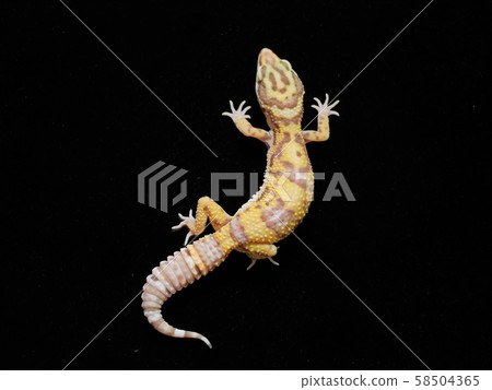 豹紋壁虎Aldino HG 58504365