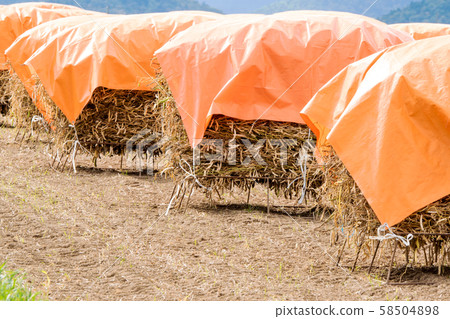 Naturally dried beans 58504898