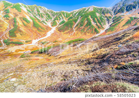 秋天的室堂景色極好的紅葉[富山縣] 58505023