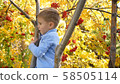 The child climbed a tree. He plays with Rowan berries and yellow leaves. Bright autumn Sunny day 58505114