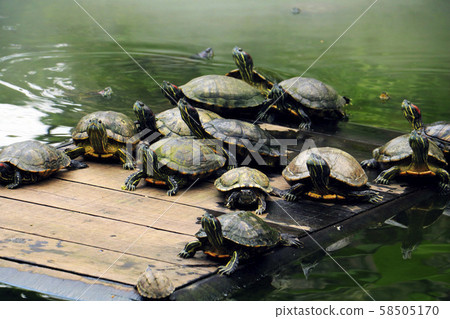 many turtle on wood. In the morning turtle in river. 58505170