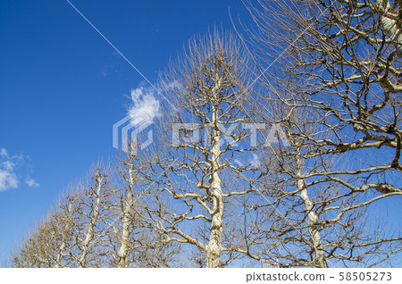 Winter grove and blue sky 58505273
