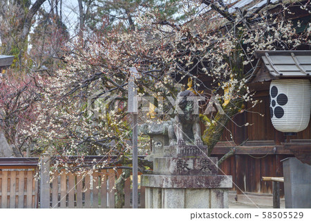 Kitano Tenman-gu的李子 Kitano Tenman-gu的李子 58505529