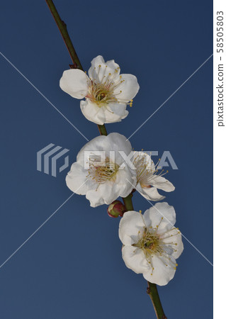 Plums of Osaka Castle 58505803