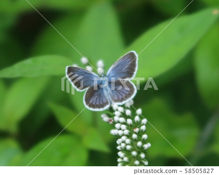 大和Shizimi 58505827