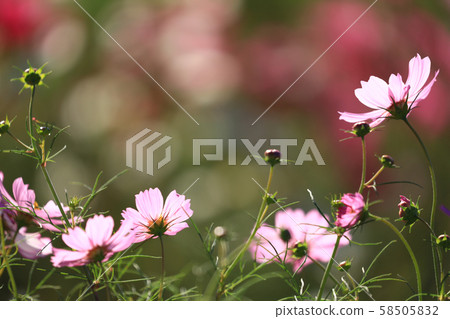 Cosmos 5750 Cosmos 5750 58505832