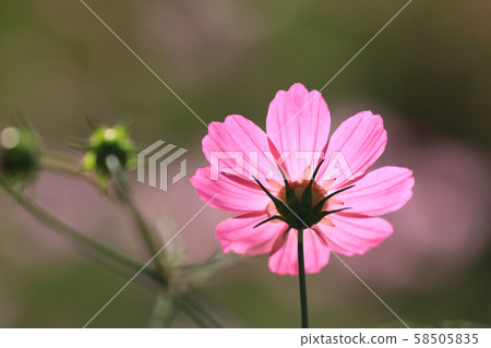 Cosmos 5759 58505835