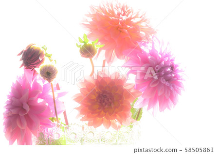 Dahlia white background soft focus Dahlia white background soft focus 58505861