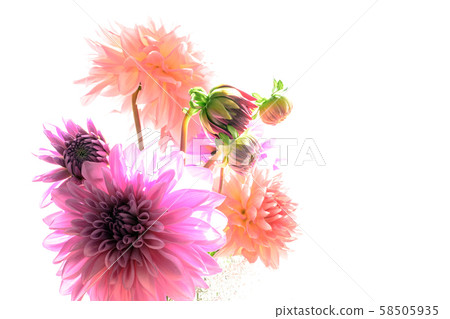 Dahlia white background Dahlia white background 58505935