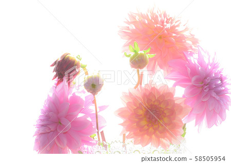 Dahlia white background soft focus Dahlia white background soft focus 58505954