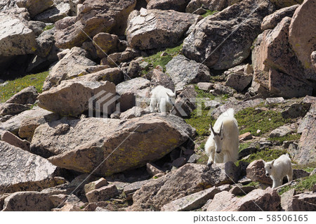 白山羊父母和孩子在岩石上移動 58506165