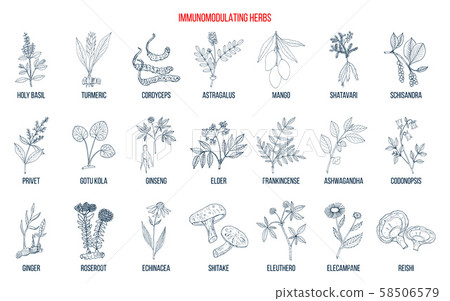 Best medicinal herbs for the immune system 58506579
