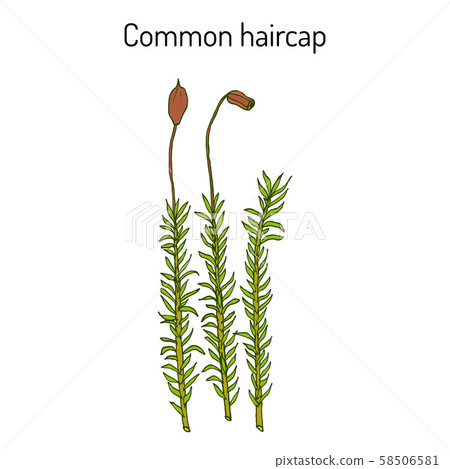 Common haircap moss Polytrichum commune , medicinal plant 58506581