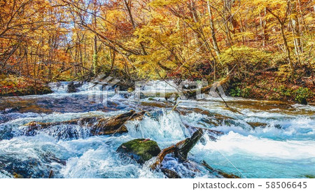 Bright autumn leaves of the Oirase mountain stream Bright autumn leaves of the Oirase mountain stream 58506645