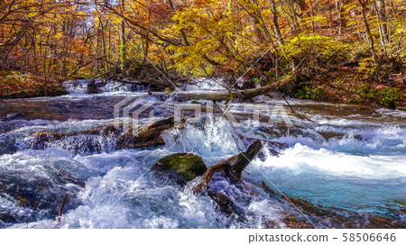 Bright autumn leaves of the Oirase mountain stream Bright autumn leaves of the Oirase mountain stream 58506646