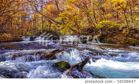 Bright autumn leaves of the Oirase mountain stream Bright autumn leaves of the Oirase mountain stream 58506647