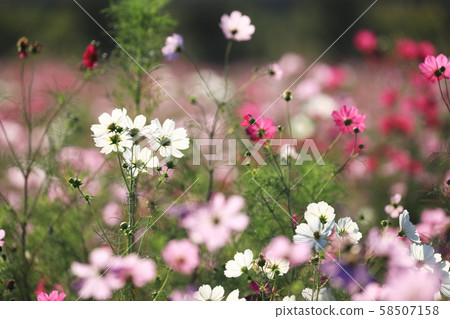 Cosmos 5573 Cosmos 5573 58507158